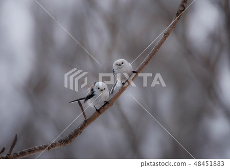 Shimaenaga Shimaenaga 48451883