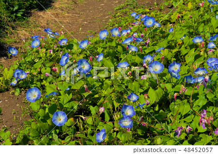 Morning glory Heavenly Blue Morning glory Heavenly Blue 48452057