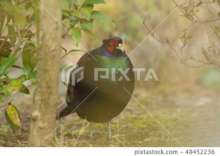 Beautiful male pheasant nestling in the Izu garden in spring 48452236