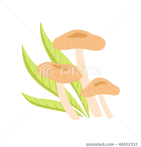 Forest Edible Coral Milky Cap Mushrooms, Wild Organic Product Vector Illustration 48452333
