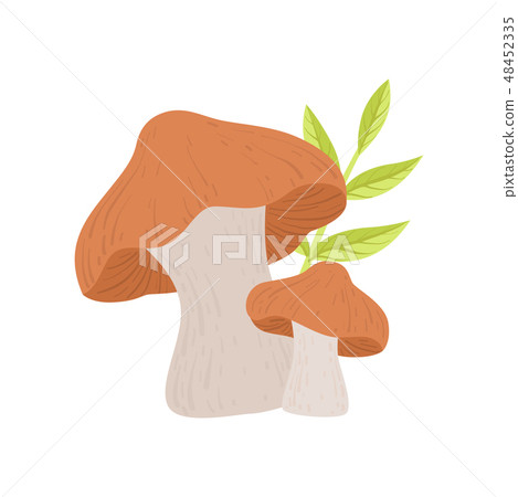 Forest Edible Mushroom, Wild Organic Product Vector Illustration Forest Edible Mushroom, Wild Organic Product Vector Illustration 48452335