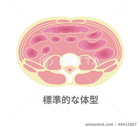 腹部圖/標準體形 48452667