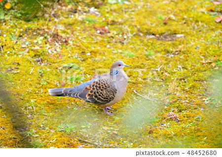 Walking in the garden of Izu pheasant Walking in the garden of Izu pheasant 48452680