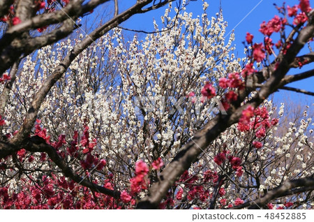 White plum White plum 48452885