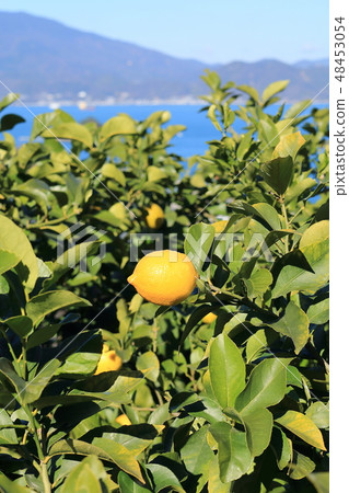 Setonai lemon Setonai lemon 48453054