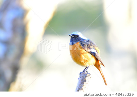 飛行入樹的逗人喜愛的小孩在伊豆庭院裡 48453329