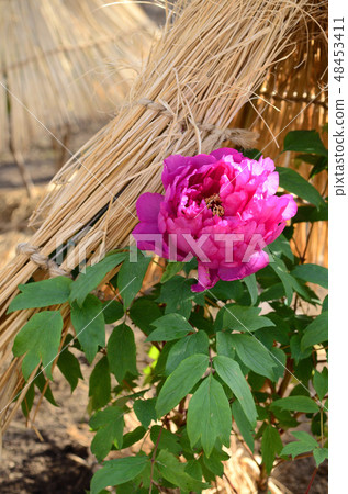 Winter button 48453411