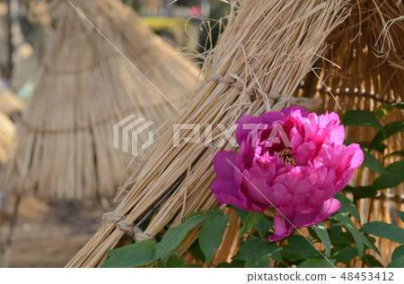 Winter button 48453412