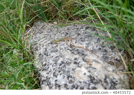 Selective focus on resting common lizard body 48453572
