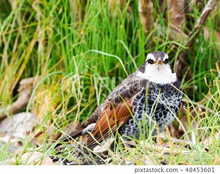 麻雀thalassaceae亞科畫眉 48453601