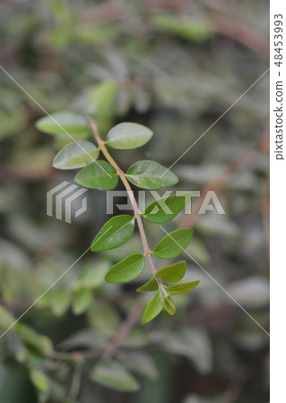 Shrubby honeysuckle Maigrun 48453993