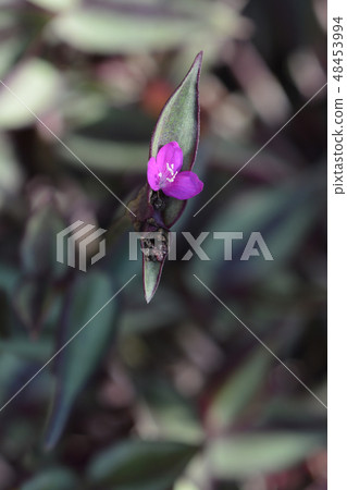 Wandering jew 48453994