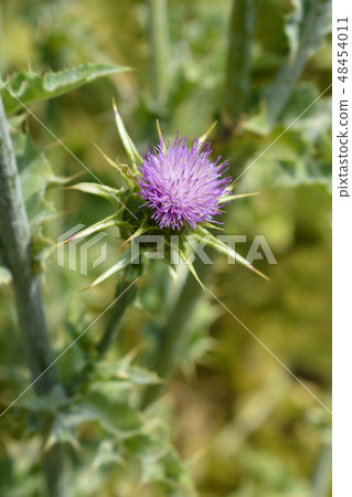 Milk thistle 48454011