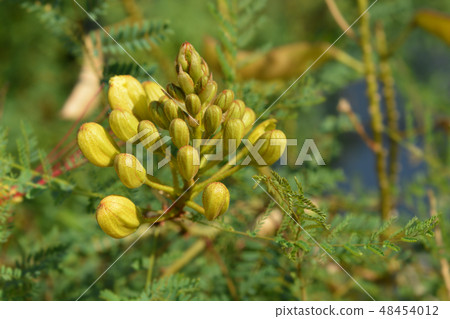 Bird of paradise Bird of paradise 48454012