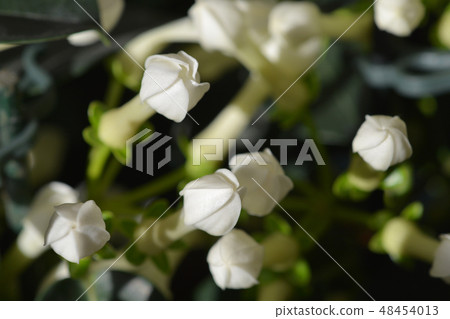Madagascar jasmine Madagascar jasmine 48454013