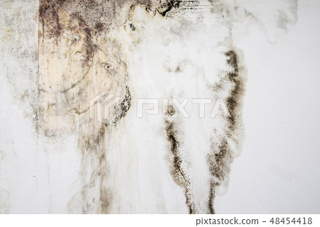 Big wet spots and black mold on the wall Big wet spots and black mold on the wall 48454418