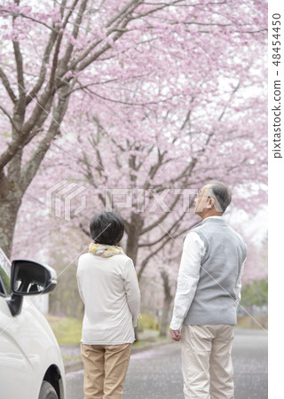 Senior couple looking at cherry blossoms behind them 48454450