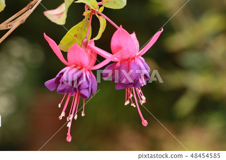 Fuchsia Fuchsia 48454585