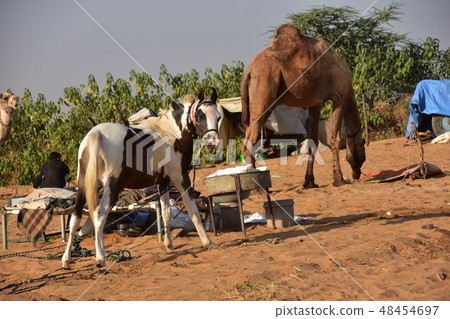 生活和聚集在沙漠的馬和駱駝在駱駝節日期間一次在印度拉賈斯坦省的Pushkar 48454697