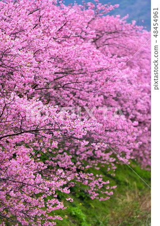 Kawazu cherry blossoms in full bloom Kawazu cherry blossoms in full bloom 48454961