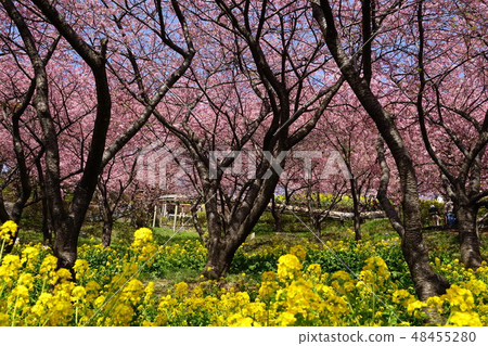 February Matsuda Town 44 Kawazu Cherry Blossoms / Sakura Festival Nishiheira Park 48455280