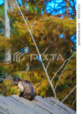 Husa omalis [動物] 48455953