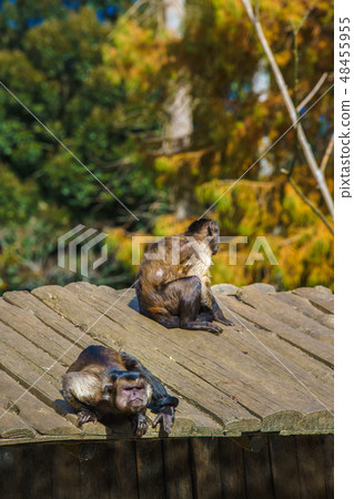 Husa omalis [animal] 48455955