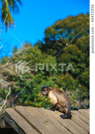 Husa omalis [動物] 48455956