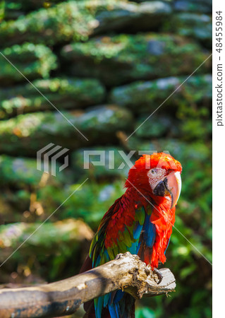 Beni macawonn [animal birds] 48455984