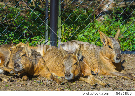 瑪拉[動物] 48455996