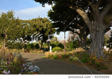 Hill Park where Yokohama · Harbor can be seen 48456089