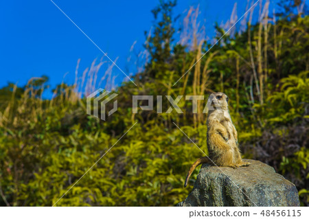 Meerkat [animal] 48456115