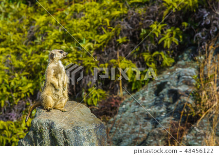 Meerkat [animal] 48456122