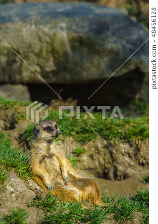 Meerkat [animal] 48456128