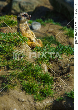 Meerkat [animal] 48456134