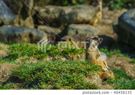 Meerkat [animal] 48456135
