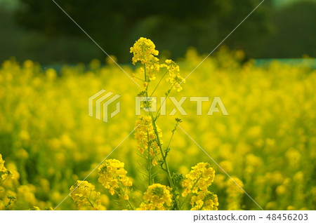 強姦開花 48456203