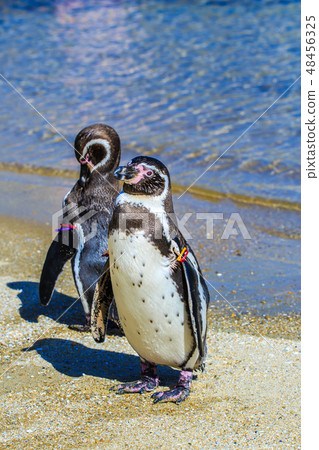 Penguin [animal birds] 48456325