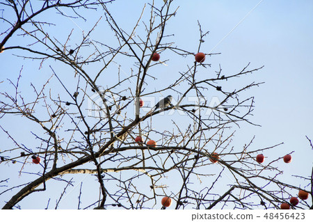 剩下的柿子和野鳥 48456423