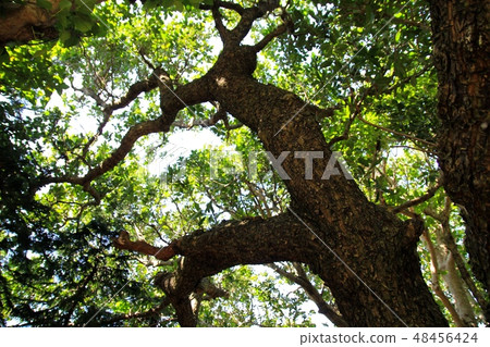 沖繩的照波博 Okinawa Tourism 48456424