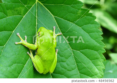 Schlegel frog Schlegel frog 48456562