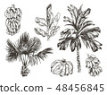 Vector Illustration of palm tree and banana fruit sketch for design, website, background, banner 48456845