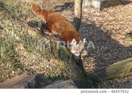 Red Panda coming down the tree branches Red Panda coming down the tree branches 48457052