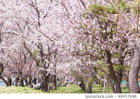 櫻花 櫻花 48457696