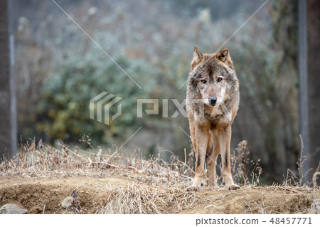 Tama Animal Park, Tyric Wolf (Hiroshi Wolf) 48457771