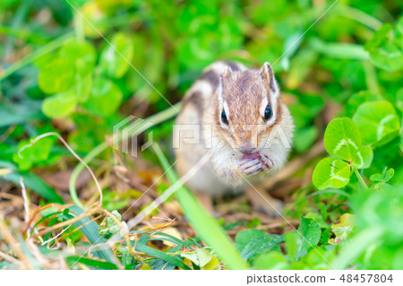 Risu Monogatari 48457804