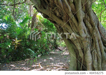 沖繩榕樹幹 沖繩旅遊 48458275
