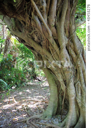 Banyan tree trunk in Okinawa Okinawa Tourism Banyan tree trunk in Okinawa Okinawa Tourism 48458276