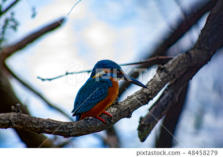 Kingfisher Kingfisher 48458279