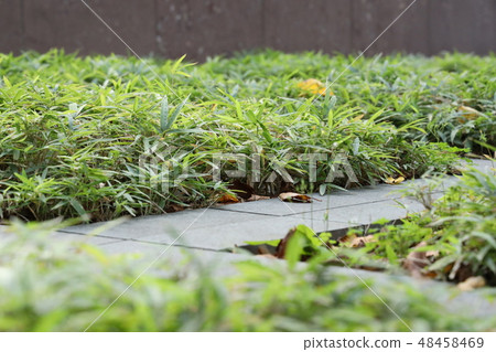 Kosa's implantation Kosa's implantation 48458469